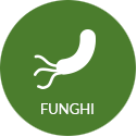 ic_funghi