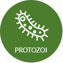 ic_protozoi